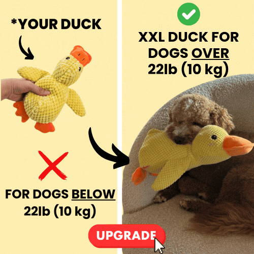 Upgrade to XXL Calming Duck!