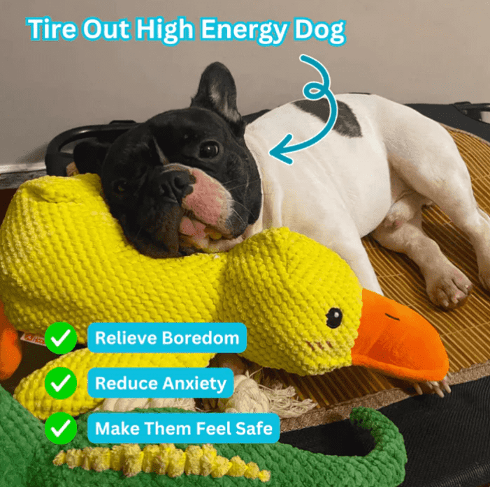 Quacko® Calming Duck (FREE Today)