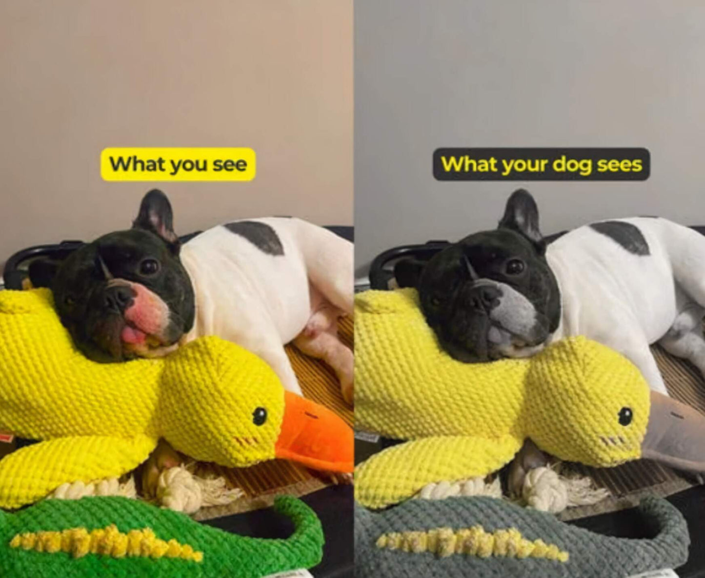 Quacko® Calming Duck (FREE Today)