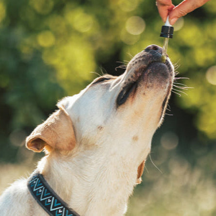 HerbaCalm+ Dog Calming Drops (FREE Today)