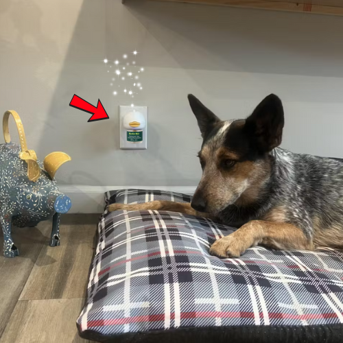 BioVet MD™ Dog Calming Diffuser Kit (FREE Today)