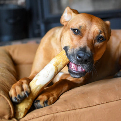 Natural Chew Sticks (FREE Today)