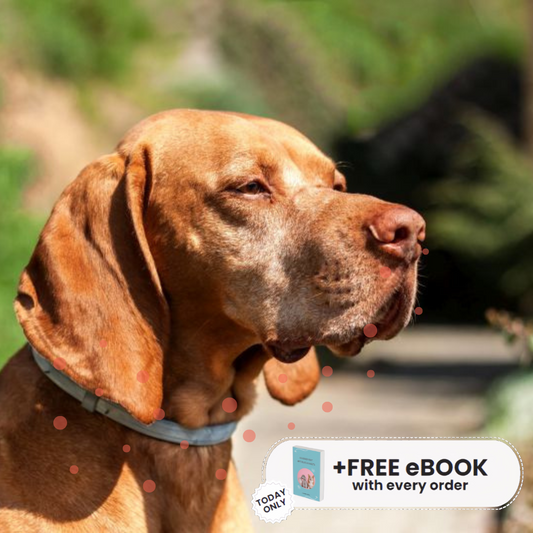 Dog Calming Collar (FREE Today)