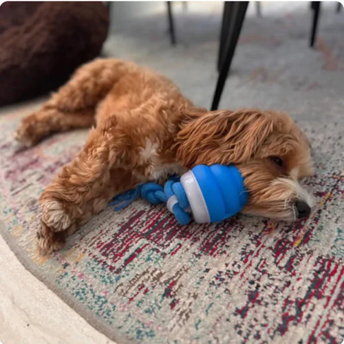 Chaser Dog Toy (FREE Today)