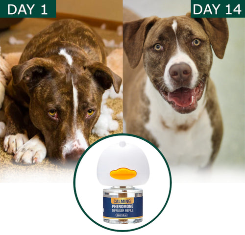 BioVet™ Natural Dog Calming Diffuser